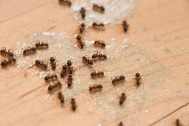 Best Termite Control Services  in Chandler, OK